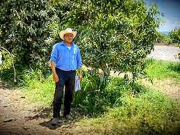 A man plucking mangoes from the tree
