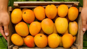 photo of american trel mangoes