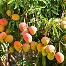 photo of Maharaej mangoes