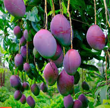 photo of Hazratbael mangoes